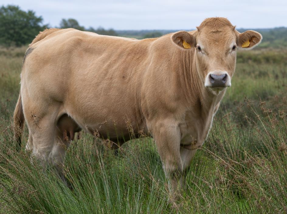 Parthenaise Suckler cow