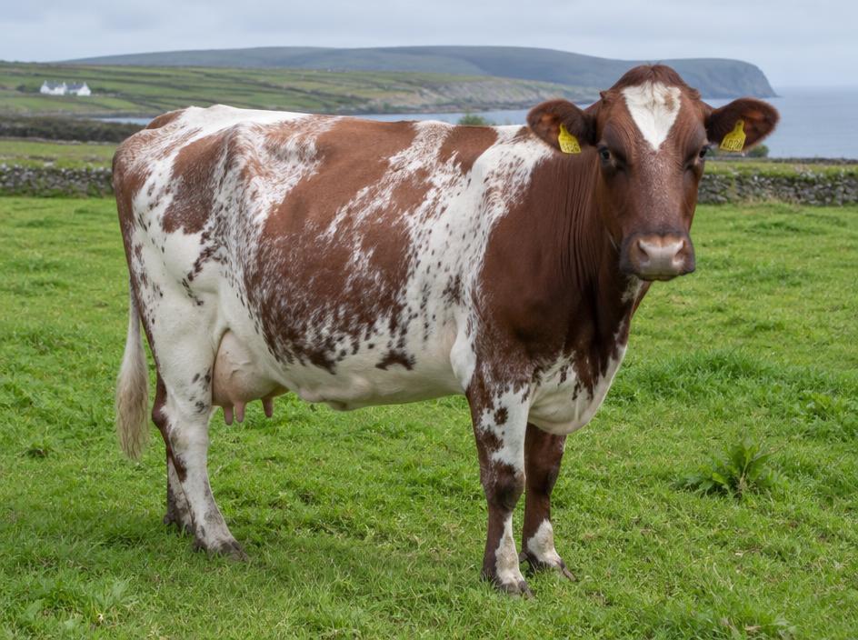 Shorthorn Dairy cow