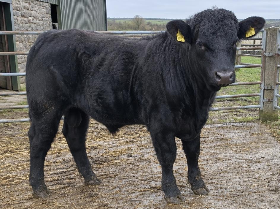Kerry Young bull