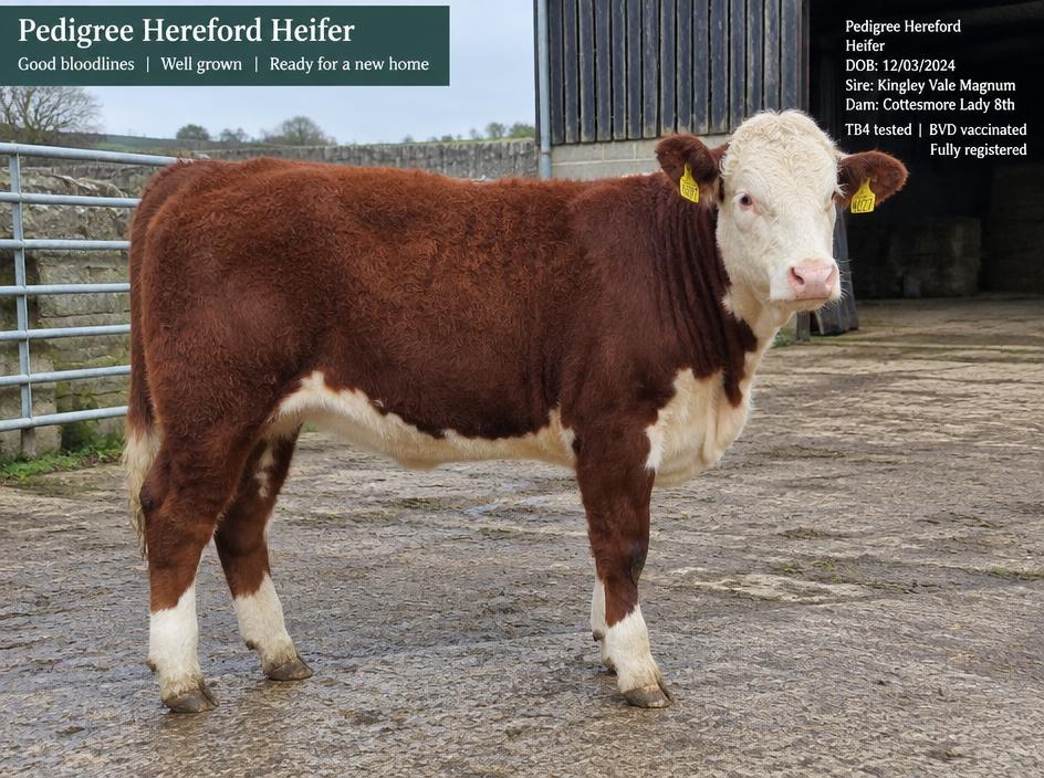 Pedigree Hereford Heifer